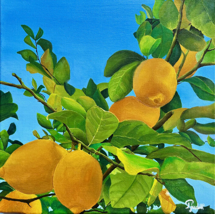 Citronnier Judith copie3